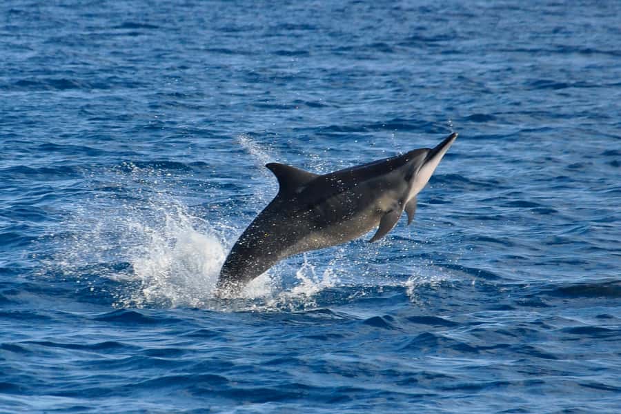 Mauritius: Private Swim with Dolphins - Why an early 7 a.m. start may be worth it
