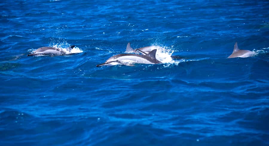Mauritius: Snorkel and Swim with Dolphins on Speedboat Tour - Key points to know before booking