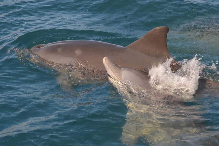 Mauritius: Snorkel and Swim with Dolphins on Speedboat Tour - Swimming with dolphins in the open sea