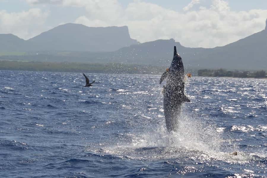 Mauritius: Snorkel and Swim with Dolphins on Speedboat Tour - Snorkeling equipment and underwater views