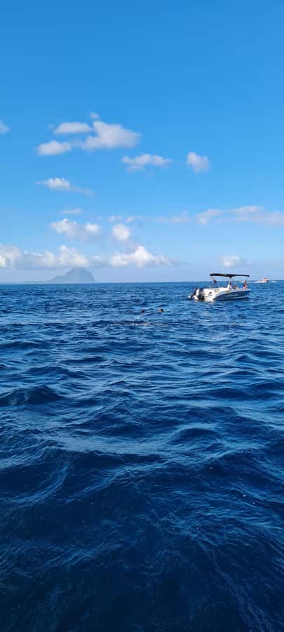 Mauritius: Snorkel and Swim with Dolphins on Speedboat Tour - What the two-hour schedule really offers