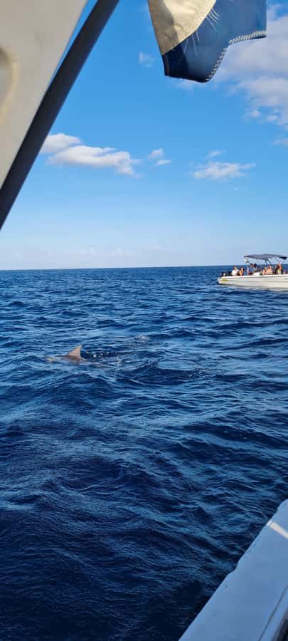 Mauritius: Snorkel and Swim with Dolphins on Speedboat Tour - Drinks, crew, and the small practical details