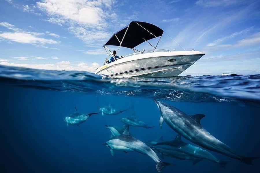 Mauritius: Swim with Dolphins Full-Day with Lunch/Drinks - Finding dolphins off Mauritius’s west coast