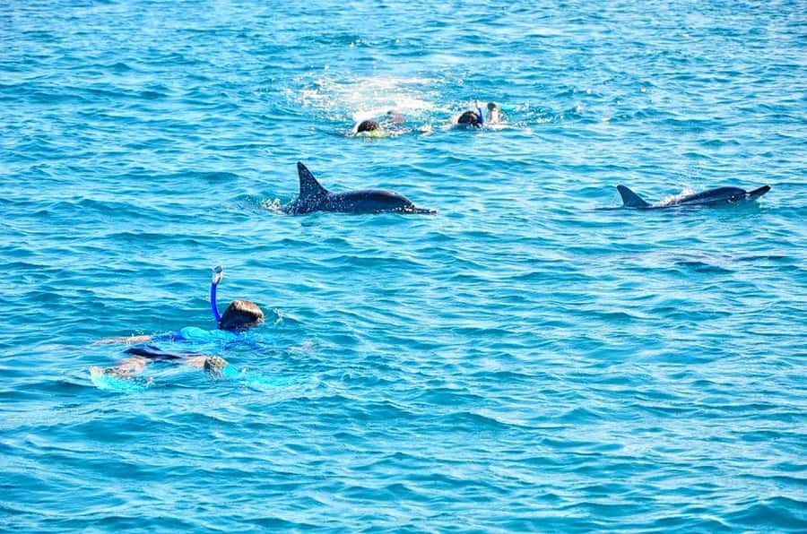 Mauritius: Wild Dolphin Encounter with Hotel Transfers - Setting out for Mauritius’ wild dolphins