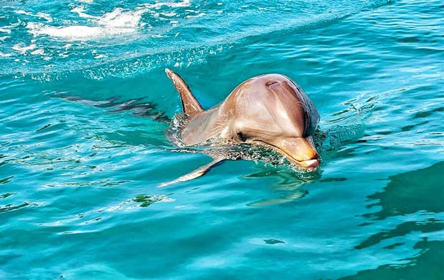 Mauritius: Wild Dolphin Encounter with Hotel Transfers - Choosing between a private and shared dolphin swim
