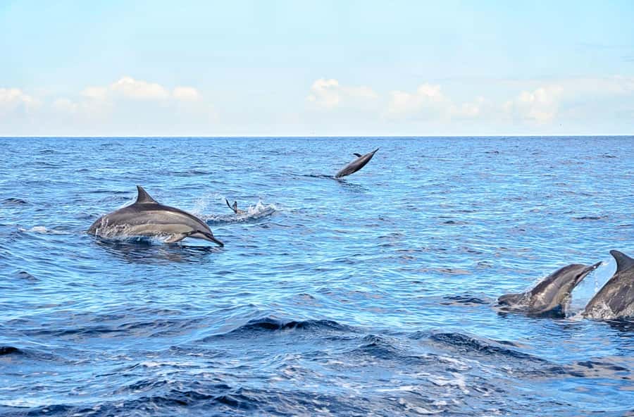 Mauritius: Wild Dolphin Encounter with Hotel Transfers - The private hotel transfer makes an early start easier