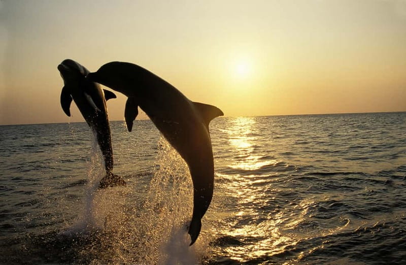 Medulin: Dolphin Sunset Tour 85% chance with Drinks + Dinner - Key points to know before you book