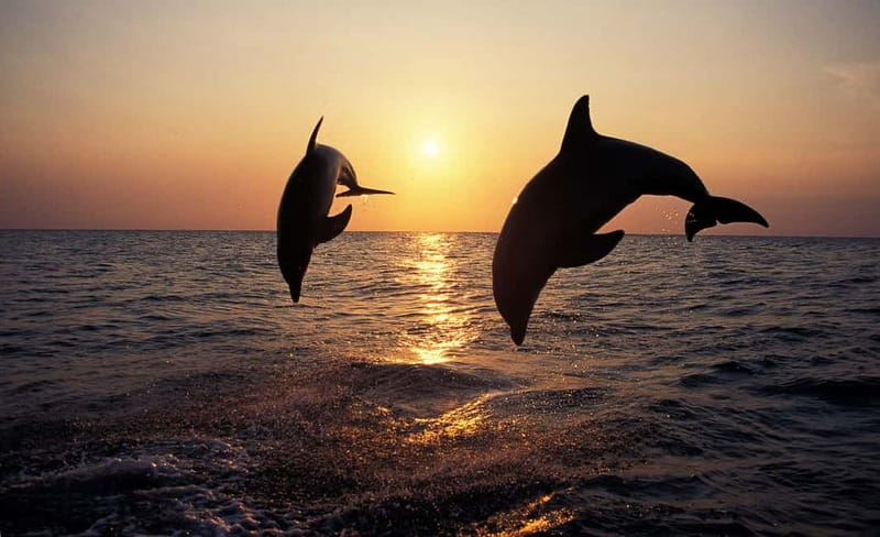 Medulin: Dolphin Sunset Tour 85% chance with Drinks + Dinner - A sunset cruise with a real wildlife gamble