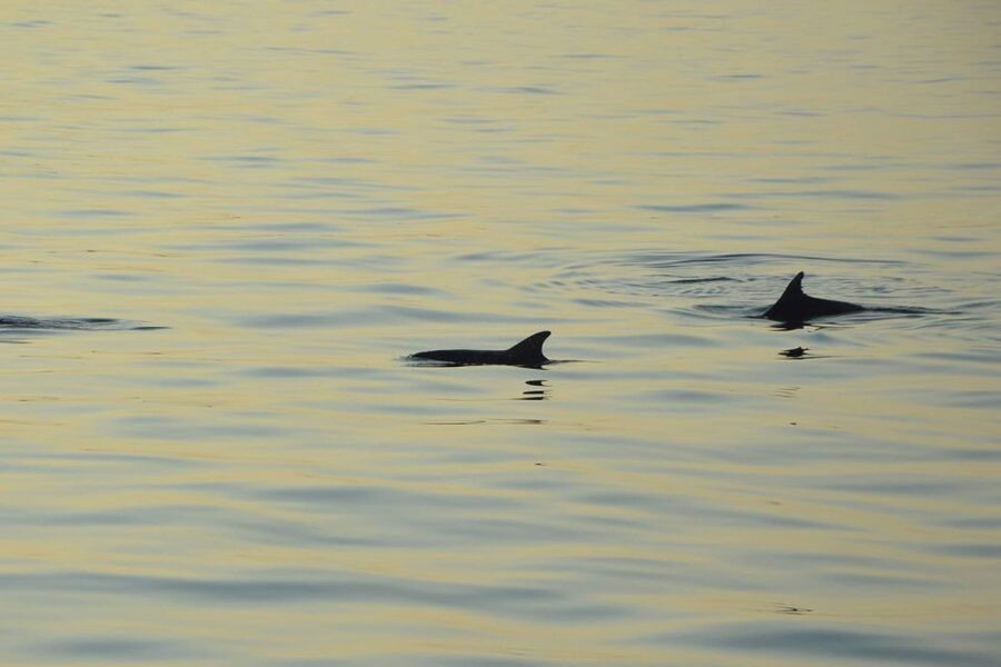 Medulin: Dolphin Sunset Tour 85% chance with Drinks + Dinner - Passing Porer Lighthouse at sunset