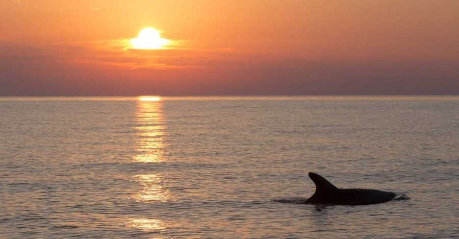Medulin: Dolphin Sunset Tour 85% chance with Drinks + Dinner - What the boat setup means for your evening