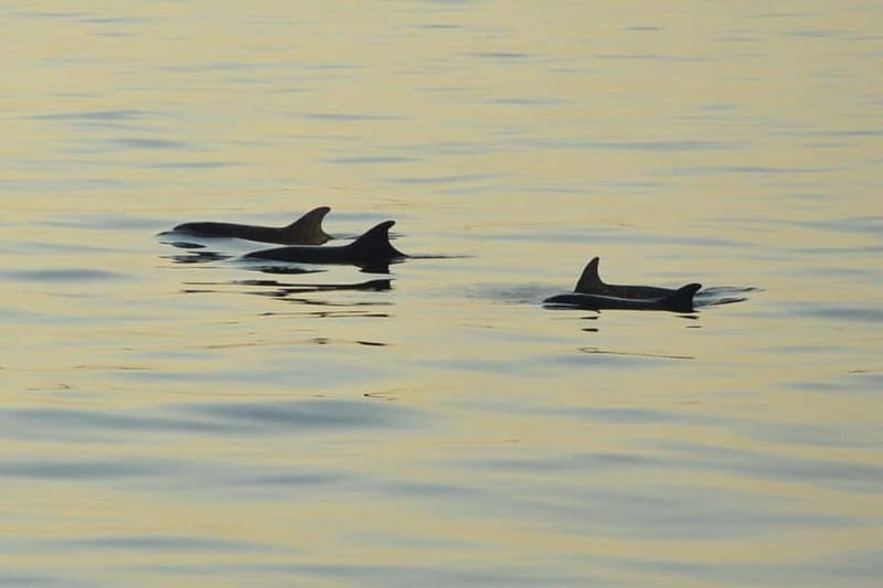 Medulin: Dolphin Sunset Tour 85% chance with Drinks + Dinner - Starting at Medulin Harbor