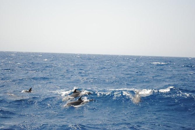 Meet the dolphins in snorkeling tour - Reaching Sharb el Erg from Hurghada
