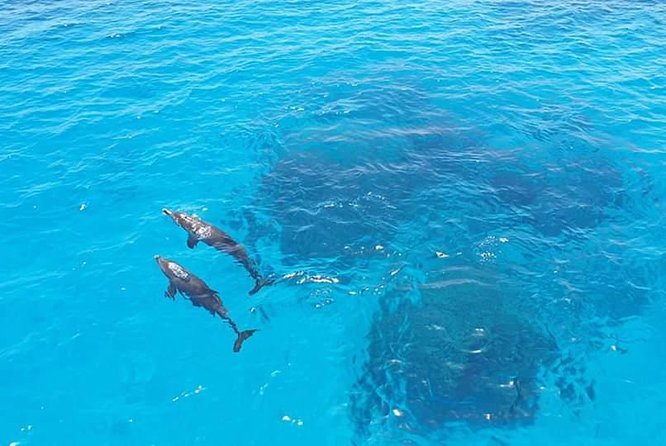 Meet the dolphins in snorkeling tour - Crew support and the optional guide