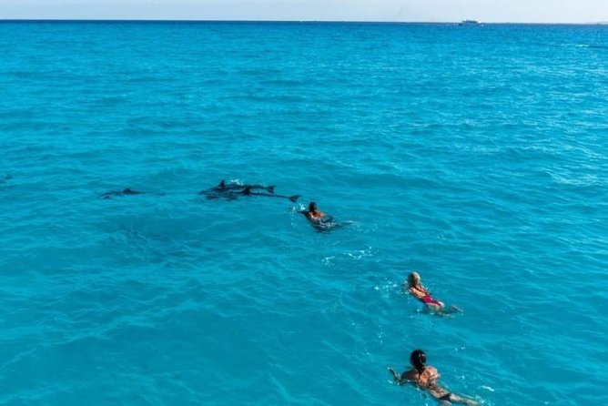 Meet the dolphins in snorkeling tour - Is $46.46 good value?