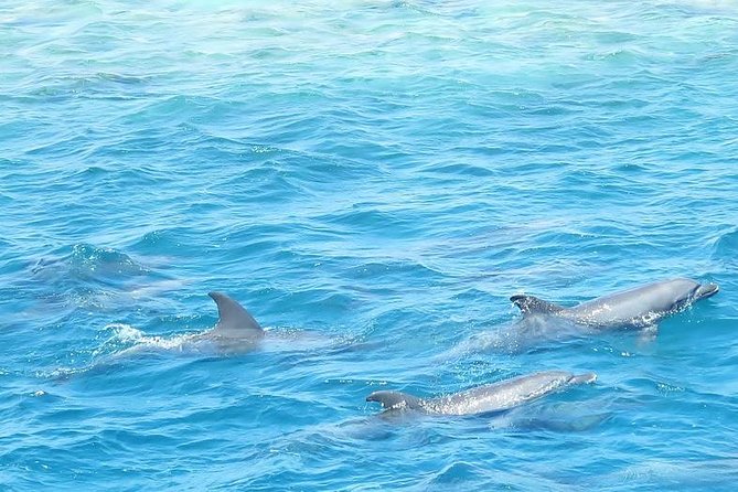 Meet the dolphins in snorkeling tour - Practical tips for making the day better