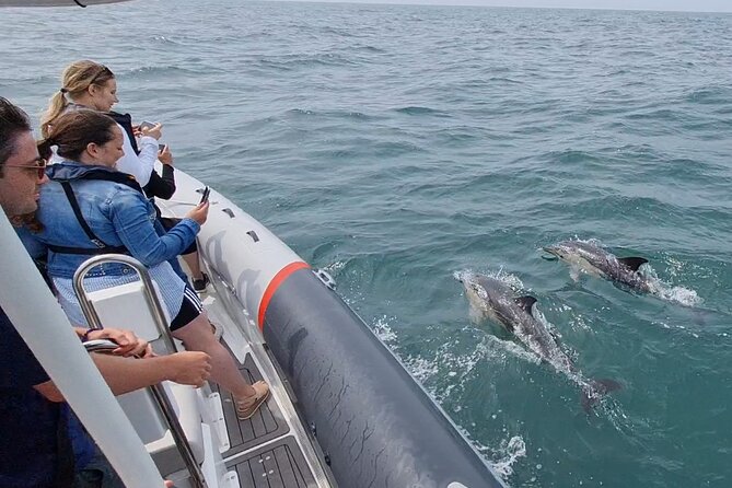 Meet the Lisbon Dolphins - Dolphin Watching in Lisbon - Starting beneath Lisbon’s 25 de Abril Bridge