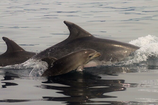 Meet the Lisbon Dolphins - Dolphin Watching in Lisbon - What the wildlife lesson adds