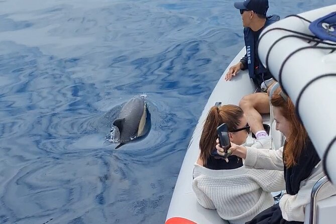 Meet the Lisbon Dolphins - Dolphin Watching in Lisbon - Is $78.61 a fair price?