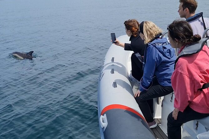 Meet the Lisbon Dolphins - Dolphin Watching in Lisbon - Timing, minimum numbers, and cancellation