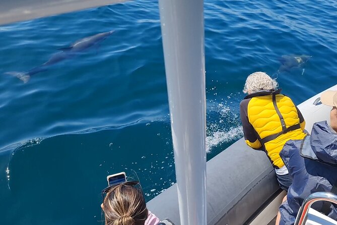 Meet the Lisbon Dolphins - Dolphin Watching in Lisbon - Searching the Tagus before heading offshore