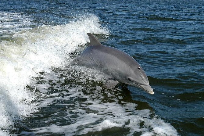 Mega Bite Dolphin Tour Boat in Clearwater Beach - The wake that brings dolphins close