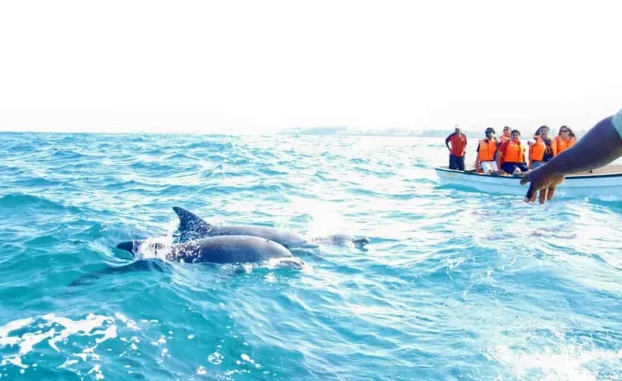 Miami: Key West Dolphin Watch or Snorkel Boat with pickup - Booking and preparation advice