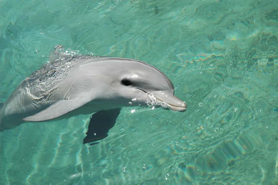 Miami: Key West Dolphin Watch or Snorkel Boat with pickup - What the boat experience feels like