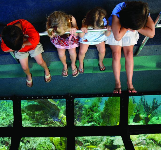 Miami: Key West Dolphin Watch or Snorkel Boat with pickup - The glass-bottom boat for a gentler reef view