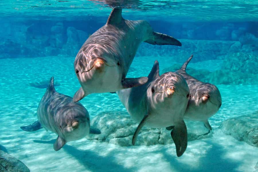 Miami: Key West Dolphin Watch or Snorkel Boat with pickup - The bus, schedule, and small points that matter