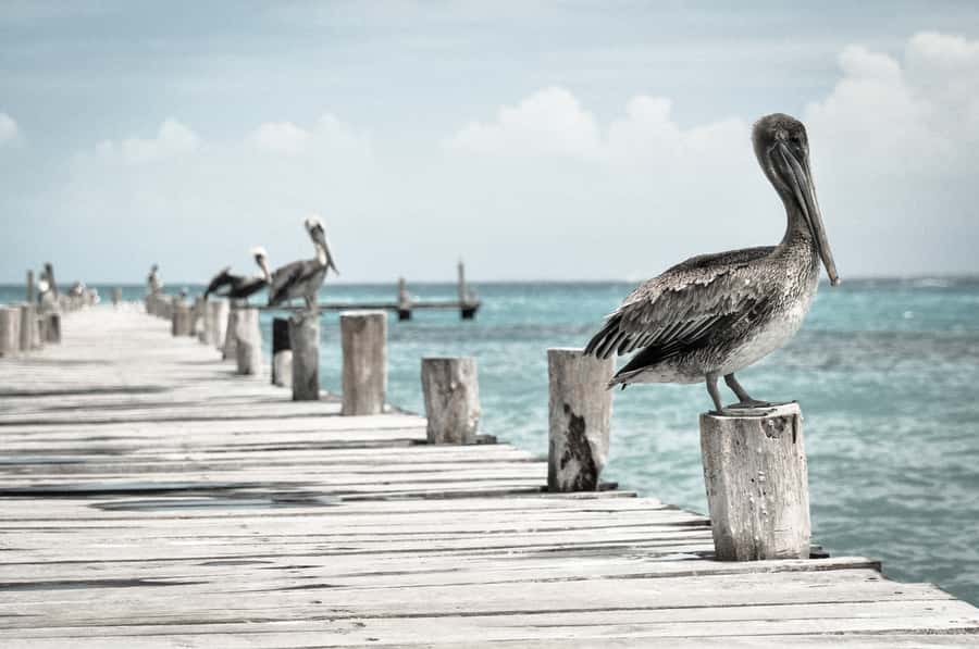 Miami: Key West Dolphin Watch or Snorkel Boat with pickup - Who will enjoy this day most