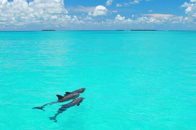 MIAMI: Key West Dolphin Watch Tour - Who should book this Key West day trip?