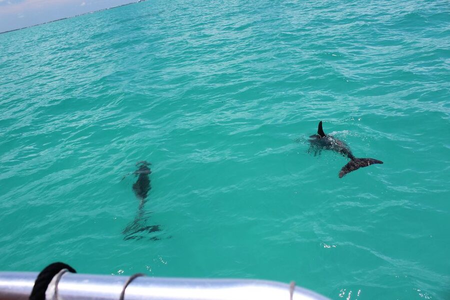 Miami to Key West Shuttle: Dolphin, Snorkeling & More - Six hours to make Key West your own