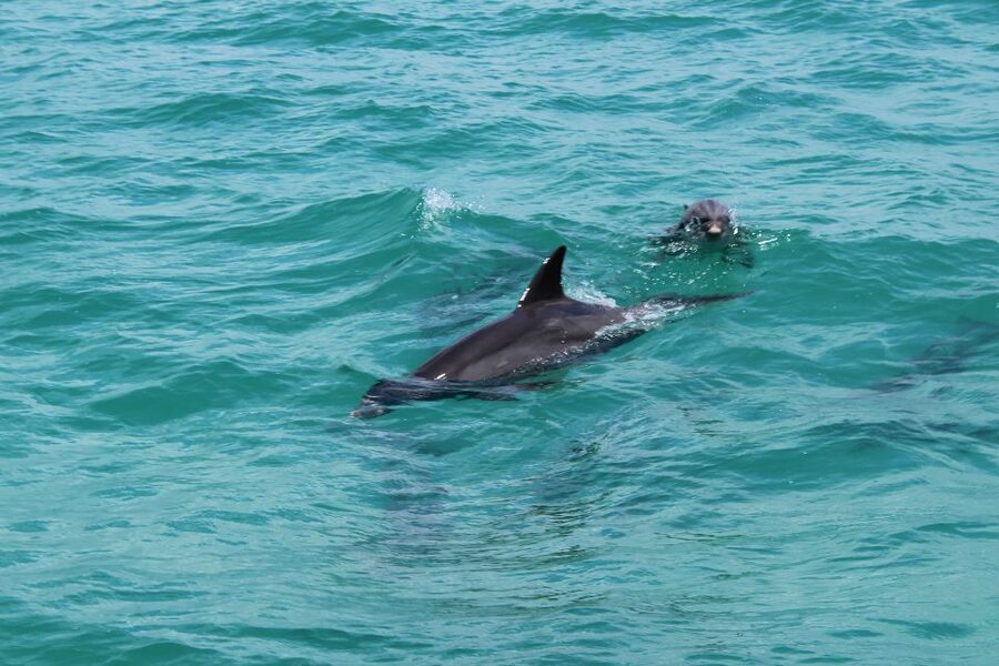 Miami to Key West Shuttle: Dolphin, Snorkeling & More - Comfort, food, and small practical details