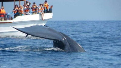 Mirissa: Whale & dolphin Watching Boat Tour with Breakfast