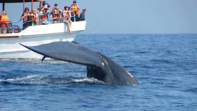 Mirissa: Whale & dolphin Watching Boat Tour with Breakfast - Safety equipment and comfort limits