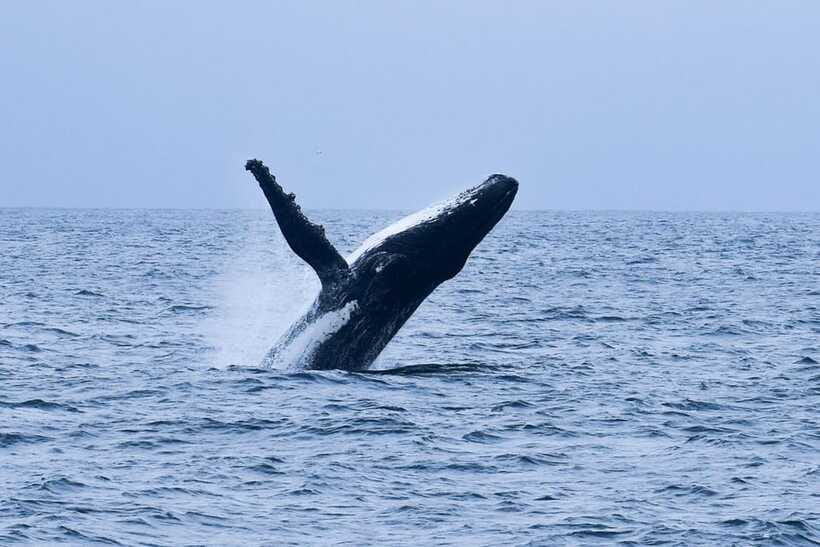 Mirissa: Whale & dolphin Watching Boat Tour with Breakfast - Who will enjoy this most