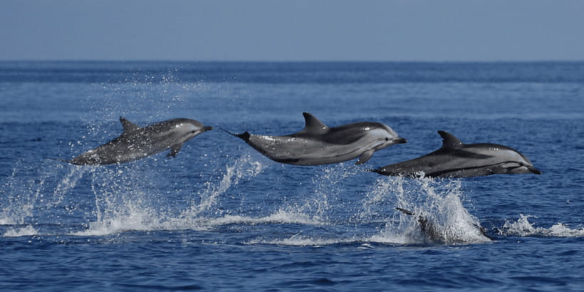 Mirissa: Whale & Dolphin Watching Cruise with Breakfast - A 6:00 a.m. start from your hotel