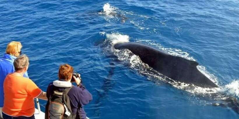Mirissa: Whale & Dolphin Watching Cruise with Breakfast - Boarding at Mirissa Fishery Harbour