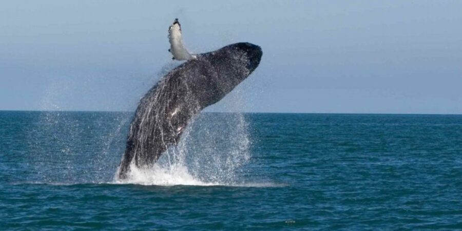 Mirissa: Whale & Dolphin Watching Cruise with Breakfast - What you might see in three hours at sea