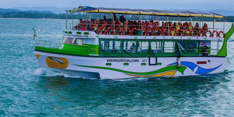 Mirissa: Whale & Dolphin Watching Cruise with Breakfast - Who will enjoy this cruise most?