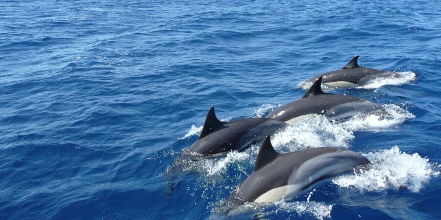 Mirissa: Whale & Dolphin Watching Cruise with Breakfast - The main strengths and weaknesses