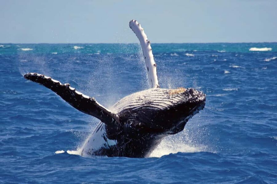 Mirissa: Whale & Dolphin Watching Trip with Private Transfer - Breakfast on the Water