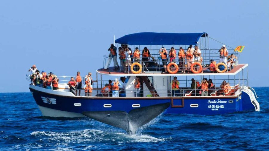 Mirissa: Whale & Dolphin Watching Trip with Private Transfer - Three to Six Hours Searching for Whales