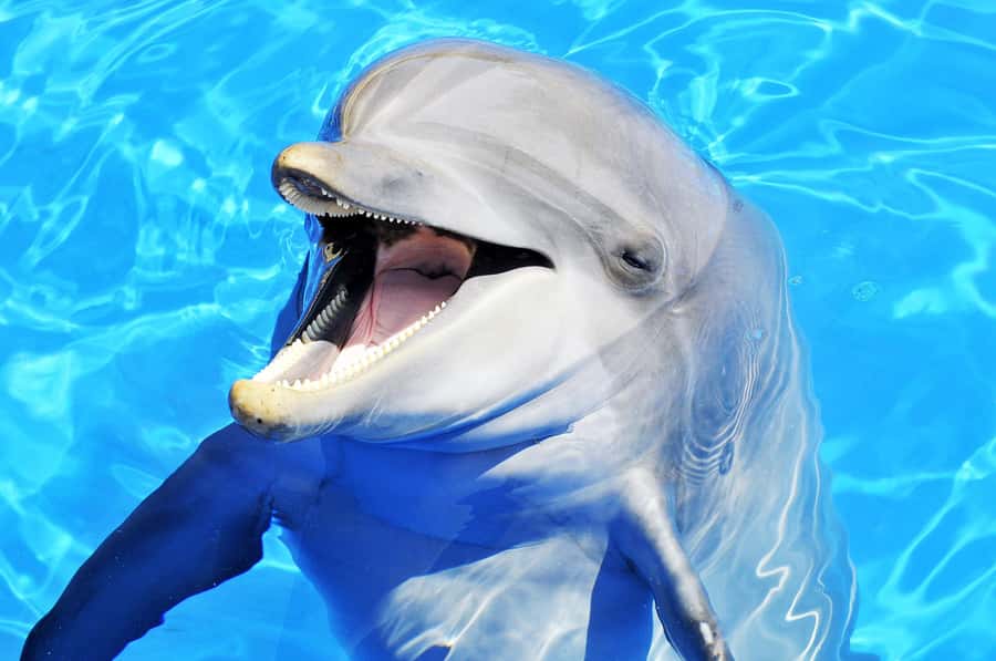 Mnemba dolphin & snorkel: from matemwe, pwani, kwingwa, Uroa - First stop: searching for dolphins