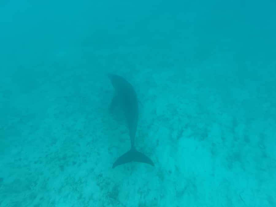 Mnemba dolphin & snorkel: from matemwe, pwani, kwingwa, Uroa - Is $52 good value for four hours?
