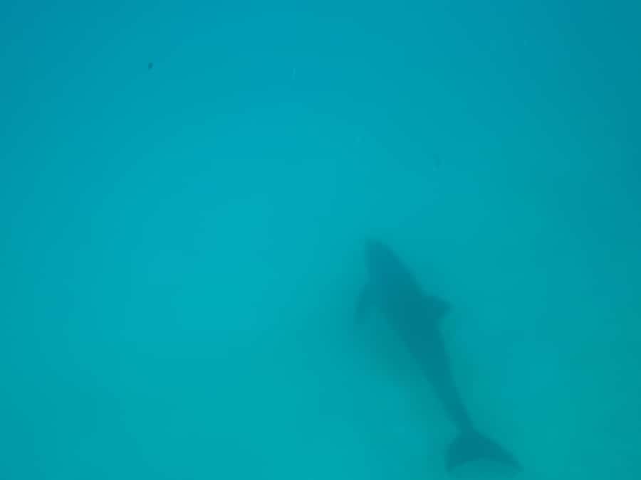 Mnemba dolphin & snorkel: from matemwe, pwani, kwingwa, Uroa - Who will enjoy this morning most?