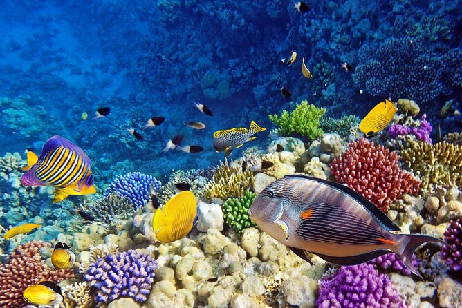 Mnemba Dolphin Tour, Clear Kayak, Cooking Class, Horse Riding - Spice farms show Zanzibar beyond the beaches