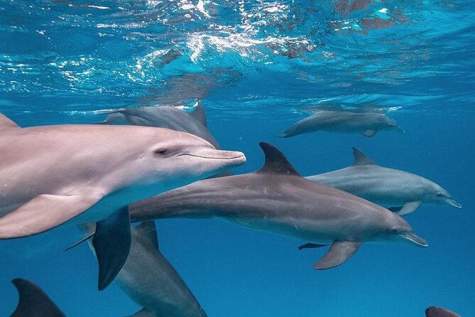 Mnemba Dolphin Tour, The Island Pongwe, Blue Lagoon, Starfish Tour, The Rock - Who will enjoy this Zanzibar itinerary