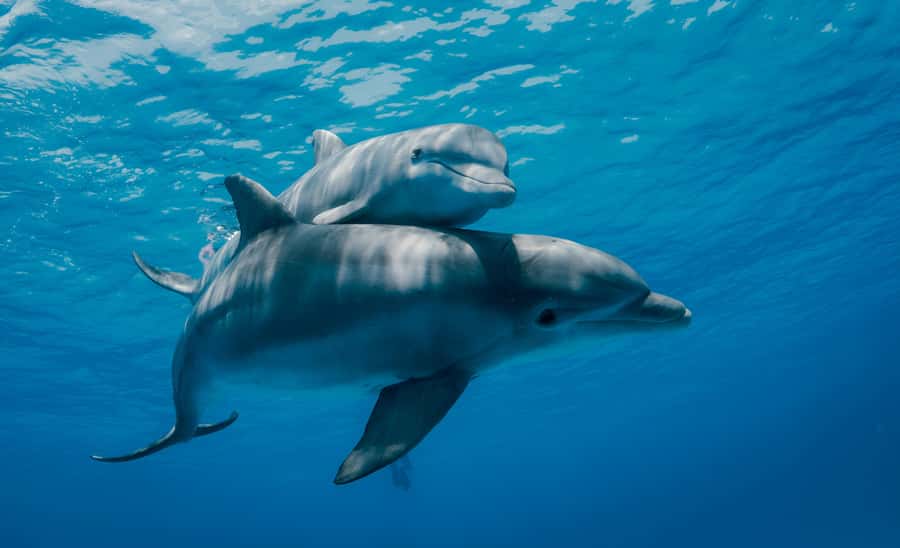 Mnemba Island: Dolphin Swim & Snorkeling with Optional Lunch - Leaving Muyuni Beach for Mnemba Atoll