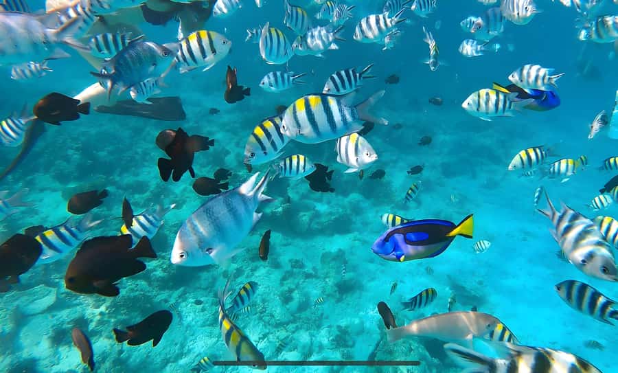 Mnemba Island: Dolphin Swim & Snorkeling with Optional Lunch - White Sand, Fruit, and the Mnemba View